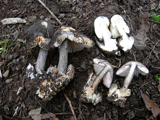 Volvariella  terrea  sp.nov.